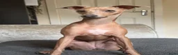Italian Greyhound dogs for sale: KC REG Italian greyhounds DUE! - Advert 6