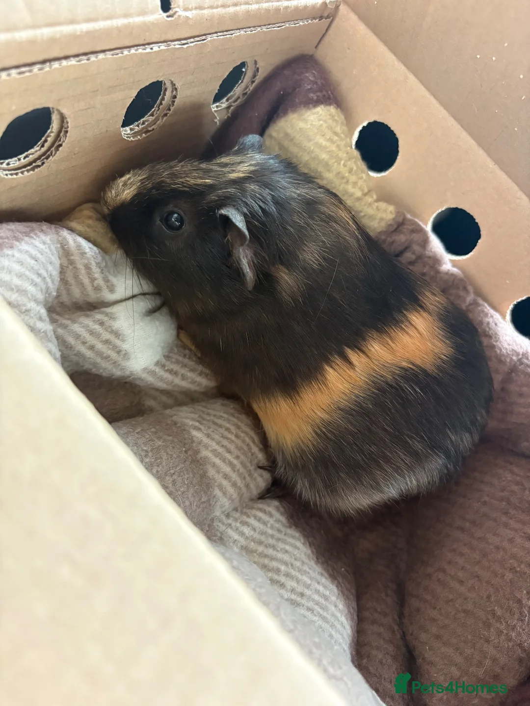 Guinea Pig rodents for sale: Male Guinea Pig  in Exeter - Advert 1