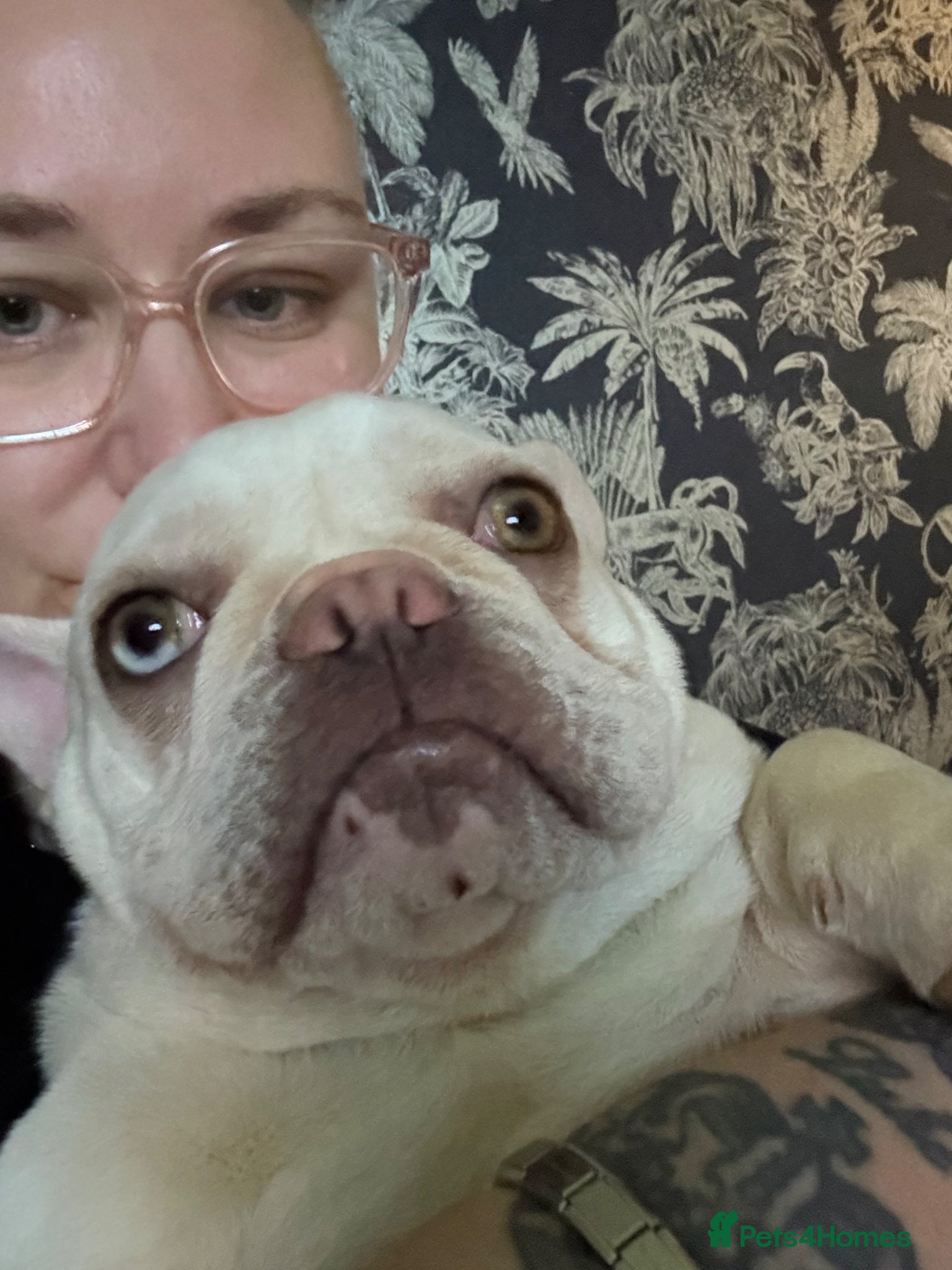 French Bulldog dogs Girl French Bulldog 11 months  - Advert 1