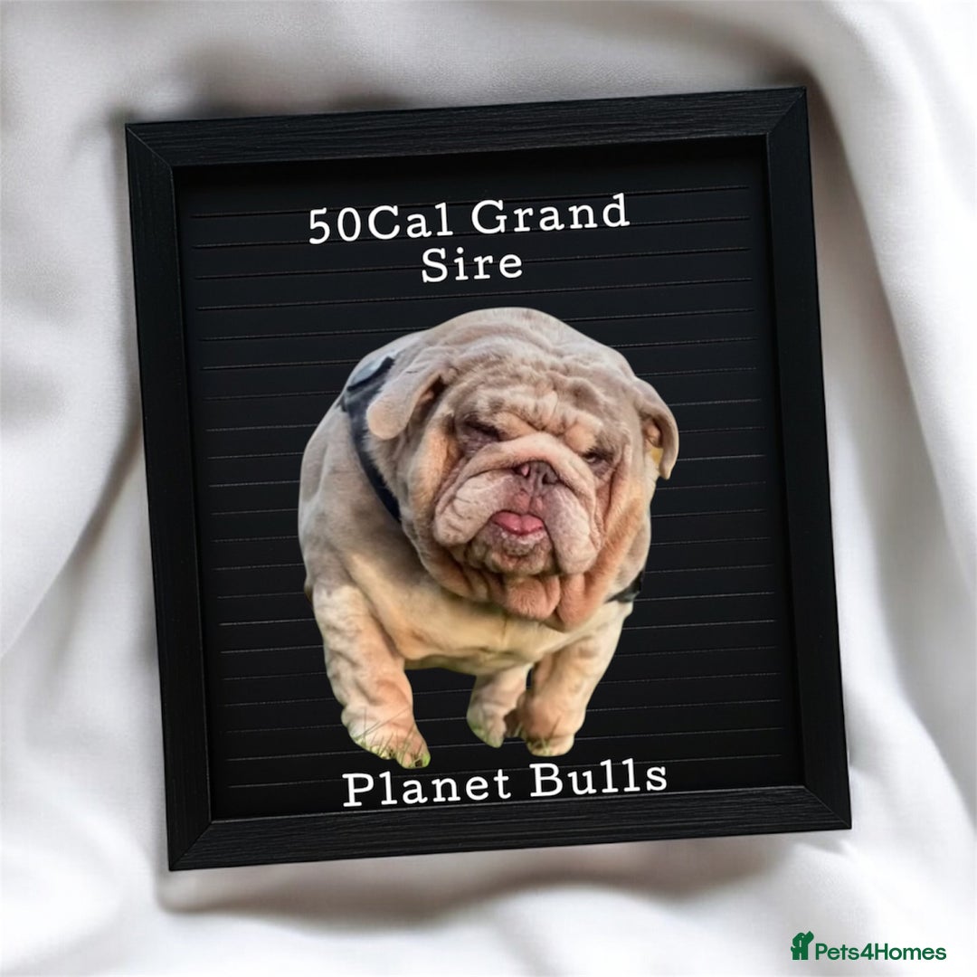 English Bulldog dogs for sale: KC Quality English Bulldogs  - Image 5