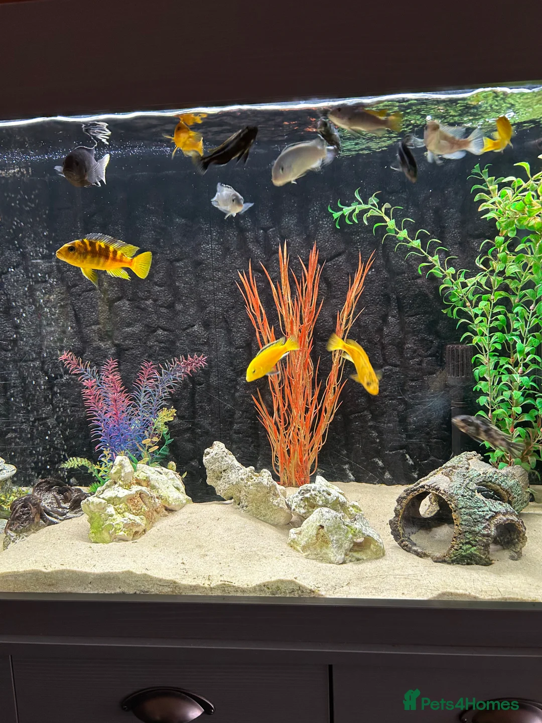 Angelfish fish for sale: Tropical fish  - Advert 2