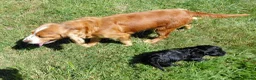 Cockapoo dogs for sale: Fluffy Cockalier-a-Poo Puppies – Ready Soon! - Advert 3