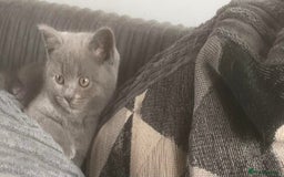 British Shorthair cats for sale: Beautiful litter of British blues  - Image 3