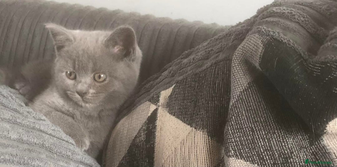 British Shorthair cats for sale: Beautiful litter of British blues  - Image 3