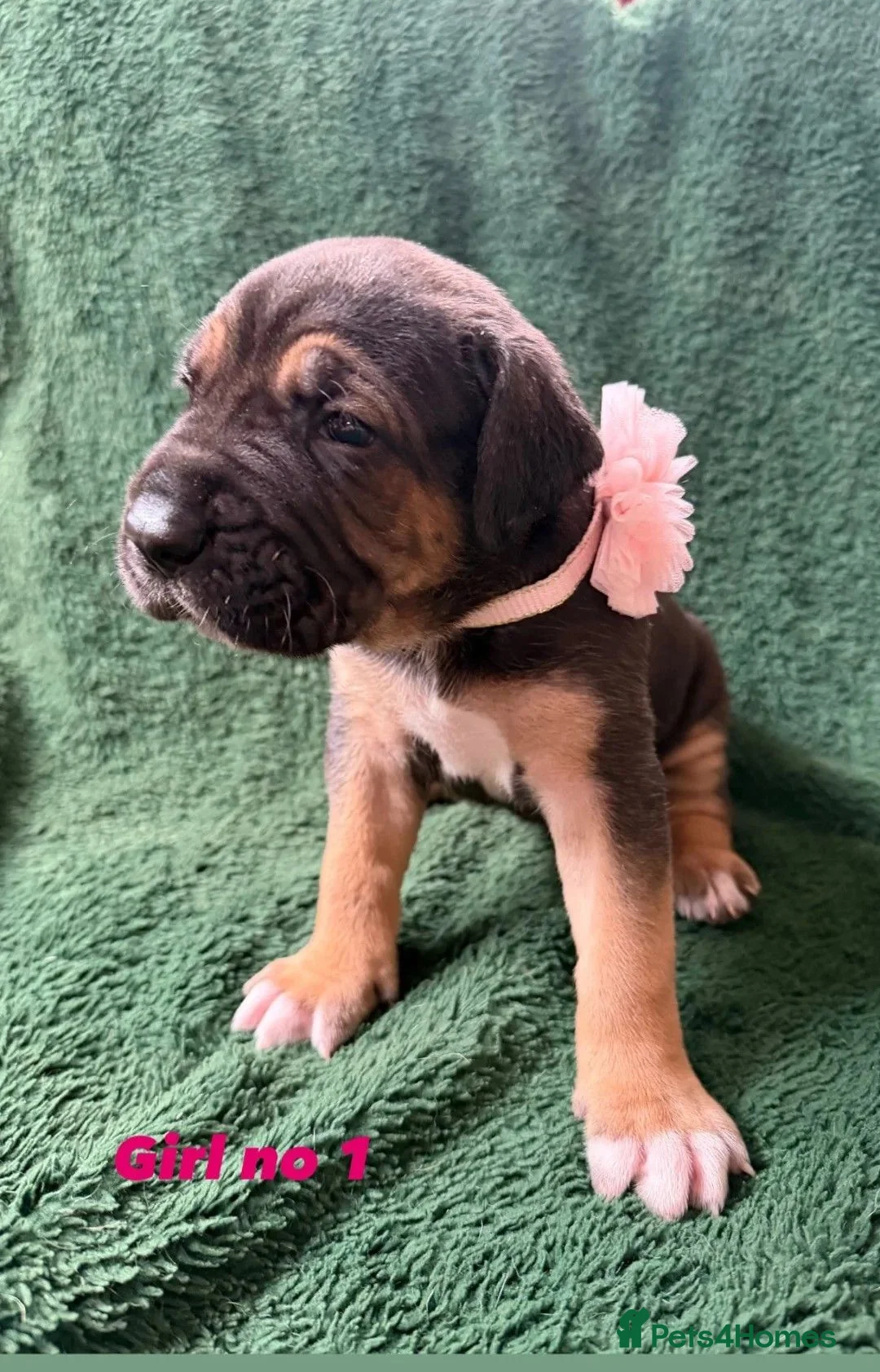 Cane Corso dogs for sale: Beautiful Cane Corso Puppies — 2 Boys, 2 Girls - Advert 2