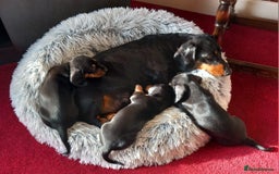 Miniature Dachshund dogs for sale: Miniature Dachshund Puppies  - Image 17