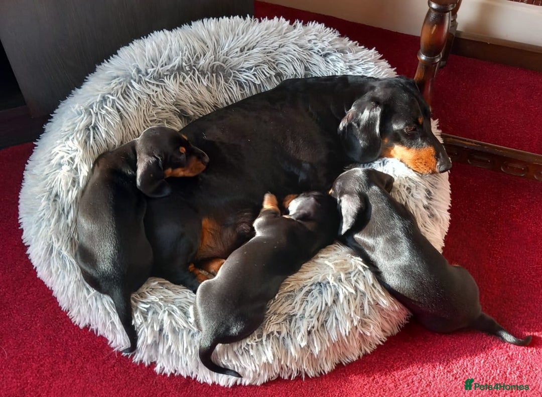 Miniature Dachshund dogs for sale: Miniature Dachshund Puppies  - Image 17