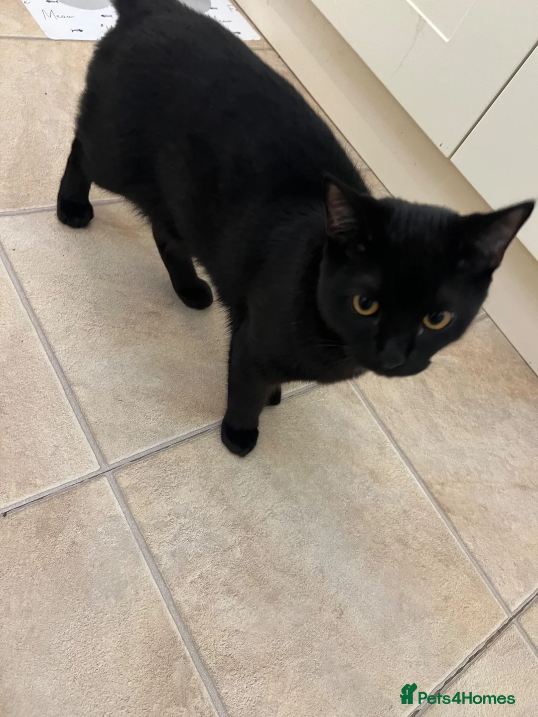 Persian cats for sale: Lovely 1y and 6mths old boy - Advert 4