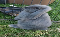 French Lop rabbits for sale: Beautiful french lop boy - Image 6