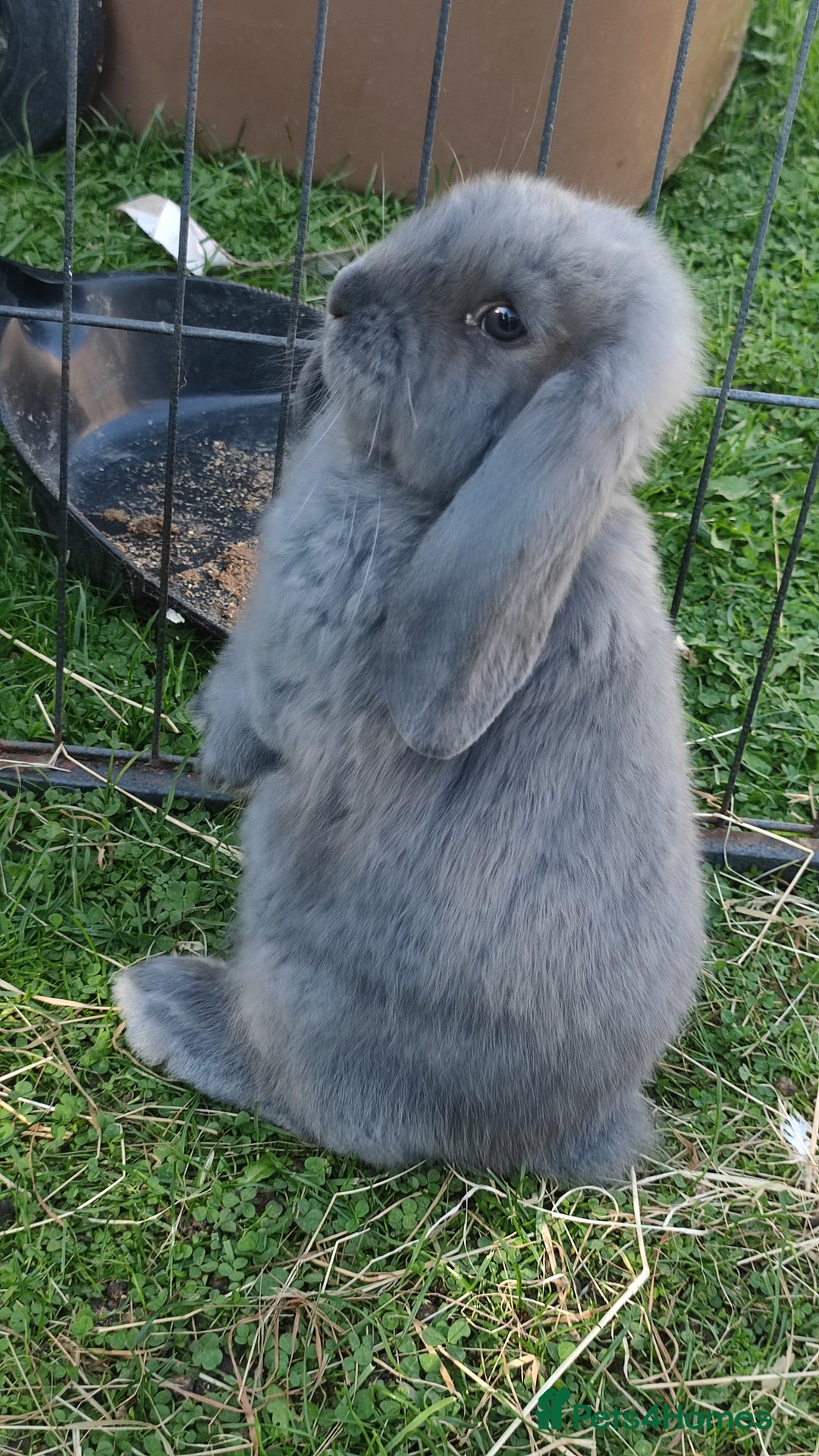 French Lop rabbits for sale: Beautiful french lop boy - Image 6