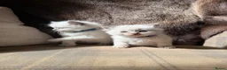 Ragdoll cats for sale: 3 gorgeous blue point male ragdolls. Ready now.  - Advert 9