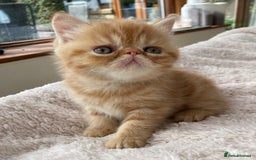 Exotic cats for sale: Exotic pedigree kittens  - Image 16