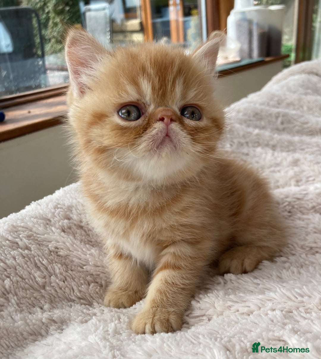 Exotic cats for sale: Exotic pedigree kittens  - Image 16