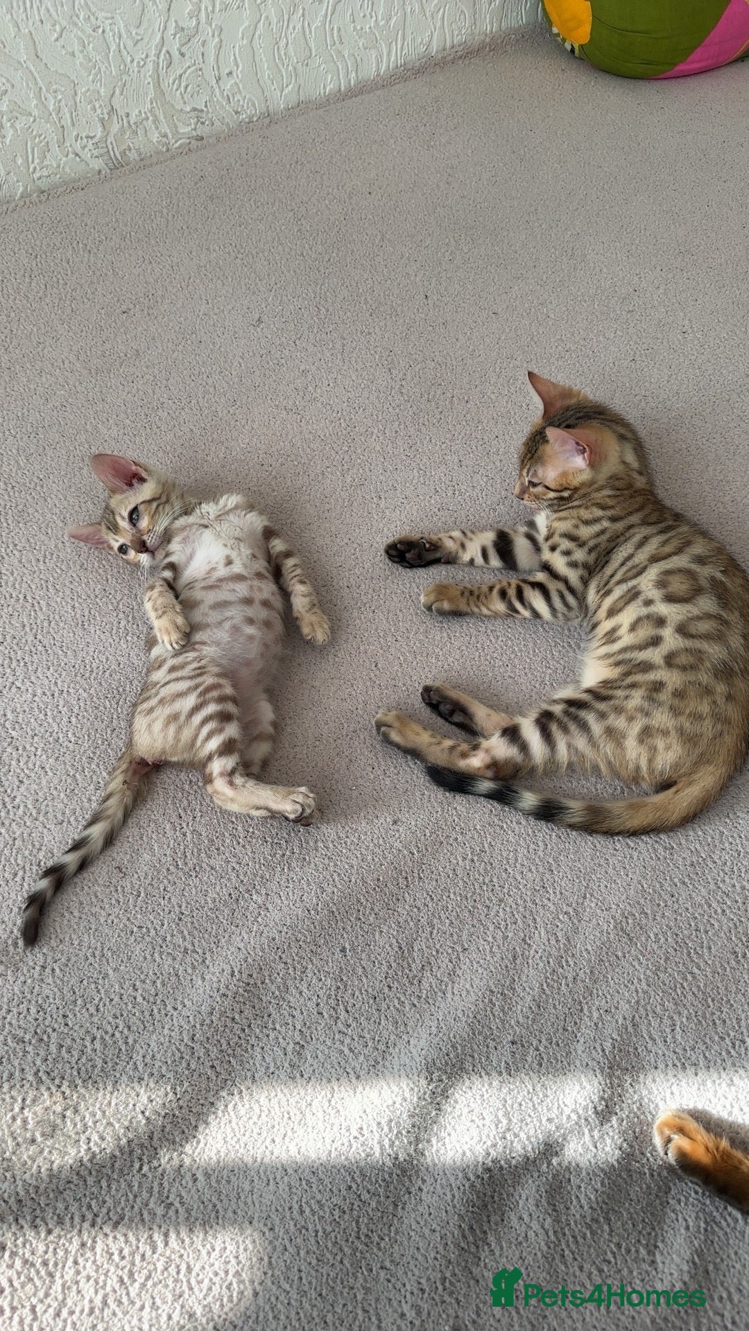Bengal cats for sale: Pure Bred Bengals 1 BOY & 1 GIRL AVAILABLE!💓 - Advert 15