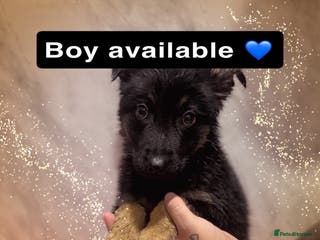 German Shepherd dogs German shepherd puppy - Advert 5