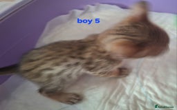 Savannah cats for sale: Savannah SBTF6 cubs with Serval traits stunning - Advert 20
