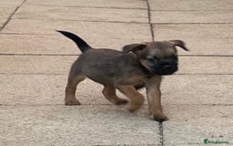 Border Terrier dogs for sale: Border terrier puppy’s  - Image 6