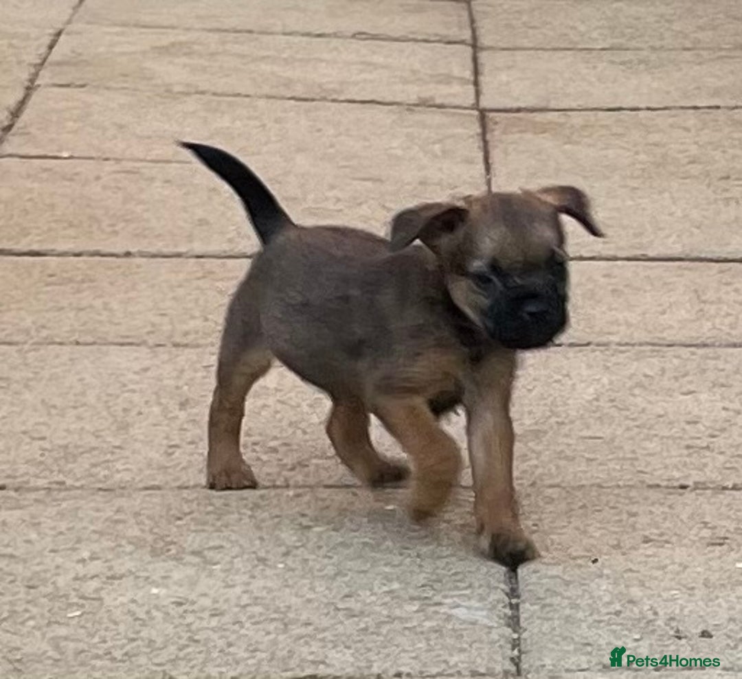 Border Terrier dogs for sale: Border terrier puppy’s  - Image 6