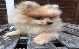 Pomeranian dogs for sale: Pomeranian Puppies looking for their forever homes - Image 19