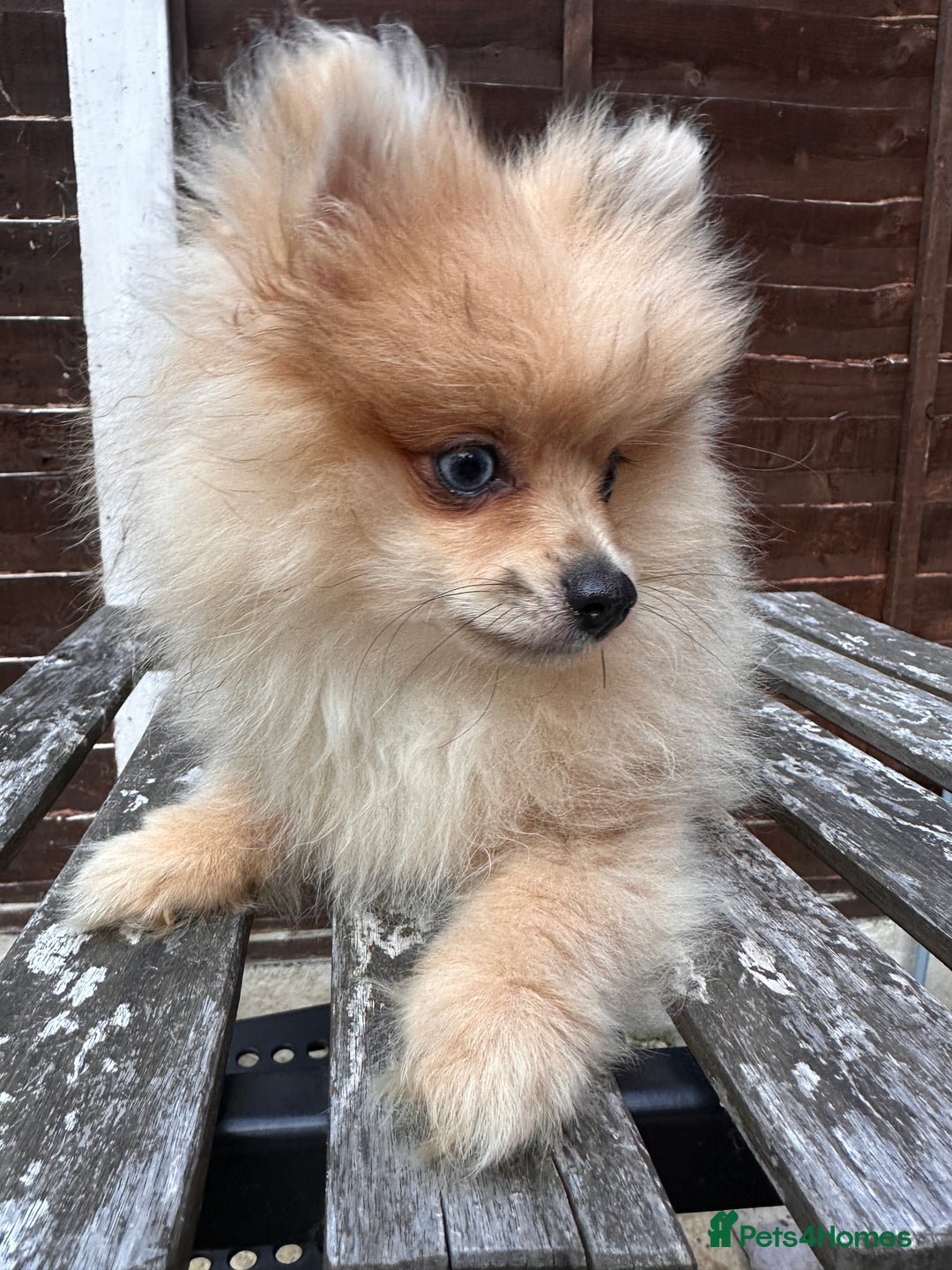 Pomeranian dogs for sale: Pomeranian Puppies looking for their forever homes - Image 19