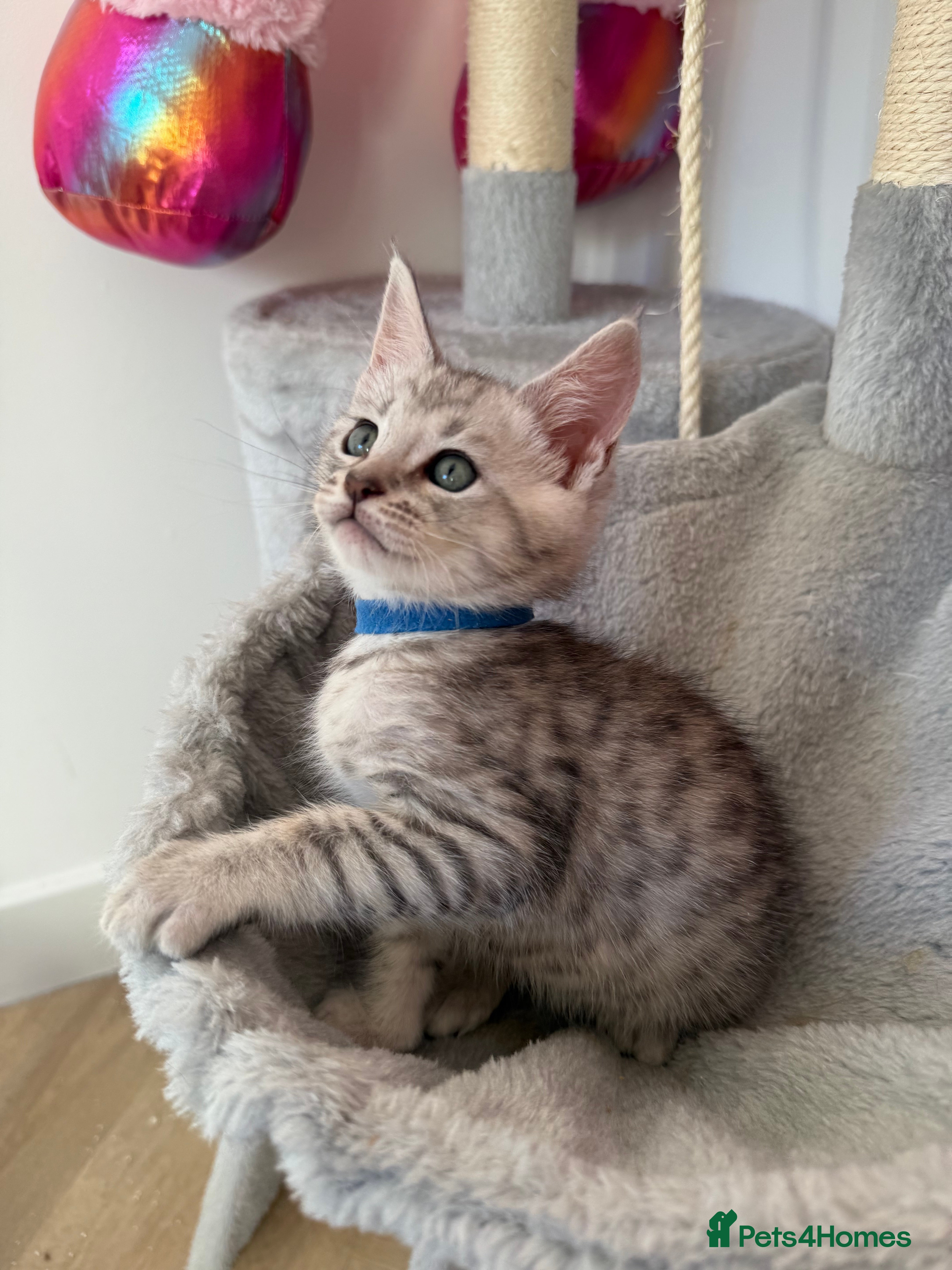 Maine Coon cats Maine Coon x Savannah Kittens - Advert 7