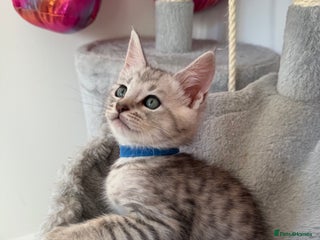 Maine Coon cats Maine Coon x Savannah Kittens - Advert 1