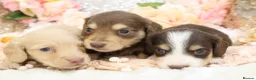 Miniature Dachshund dogs for sale: KC Longhair Miniature Dachshund Puppies in Wisbech - Advert 14