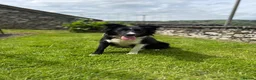 Mixed Breed dogs for sale: Exceptional Bordoodle puppies  - Advert 8
