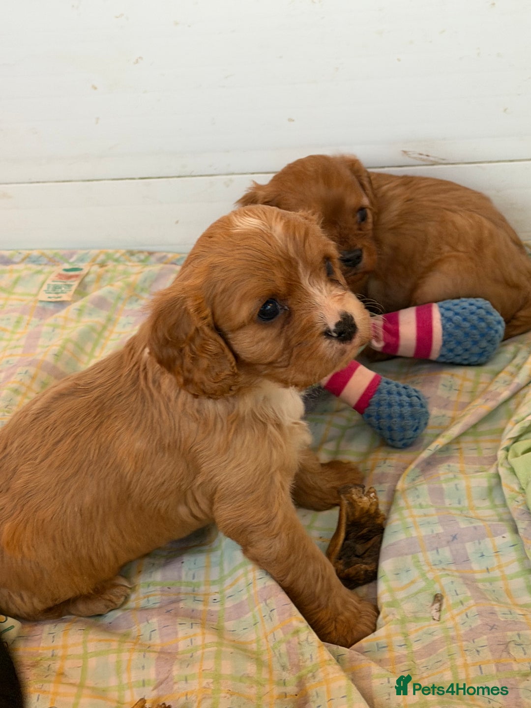 Cavapoo dogs for sale: Stunning cavapoo puppies ready 9th January  - Advert 23