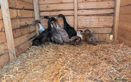 Ducks poultry for sale: Ducks, chickens and quail  - Image 2