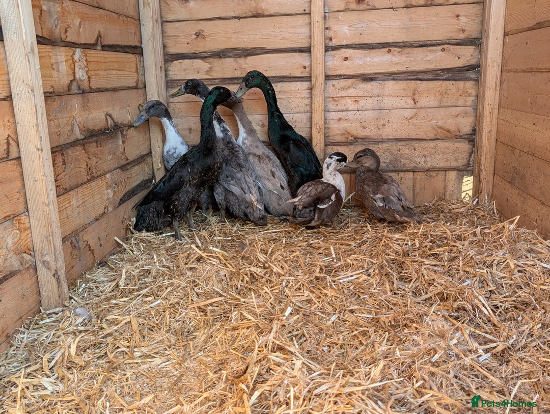 Ducks poultry for sale: Ducks, chickens and quail  - Image 2