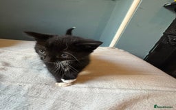 Mixed Breed cats for sale: Kittens - Image 3