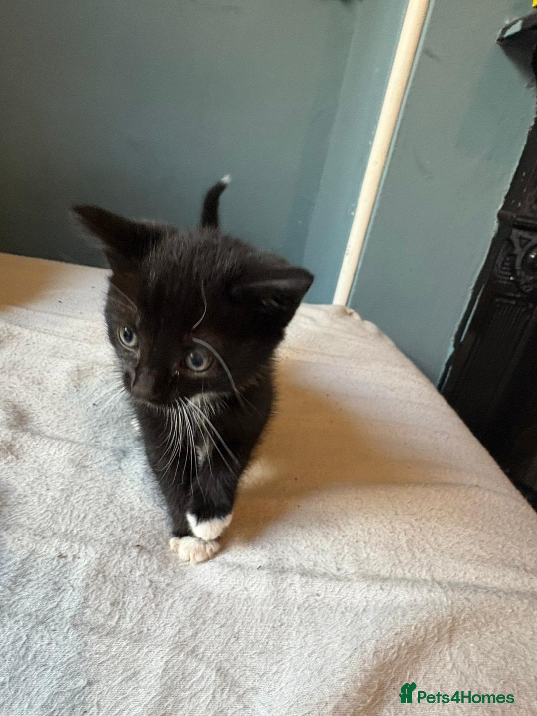 Mixed Breed cats for sale: Kittens - Image 3