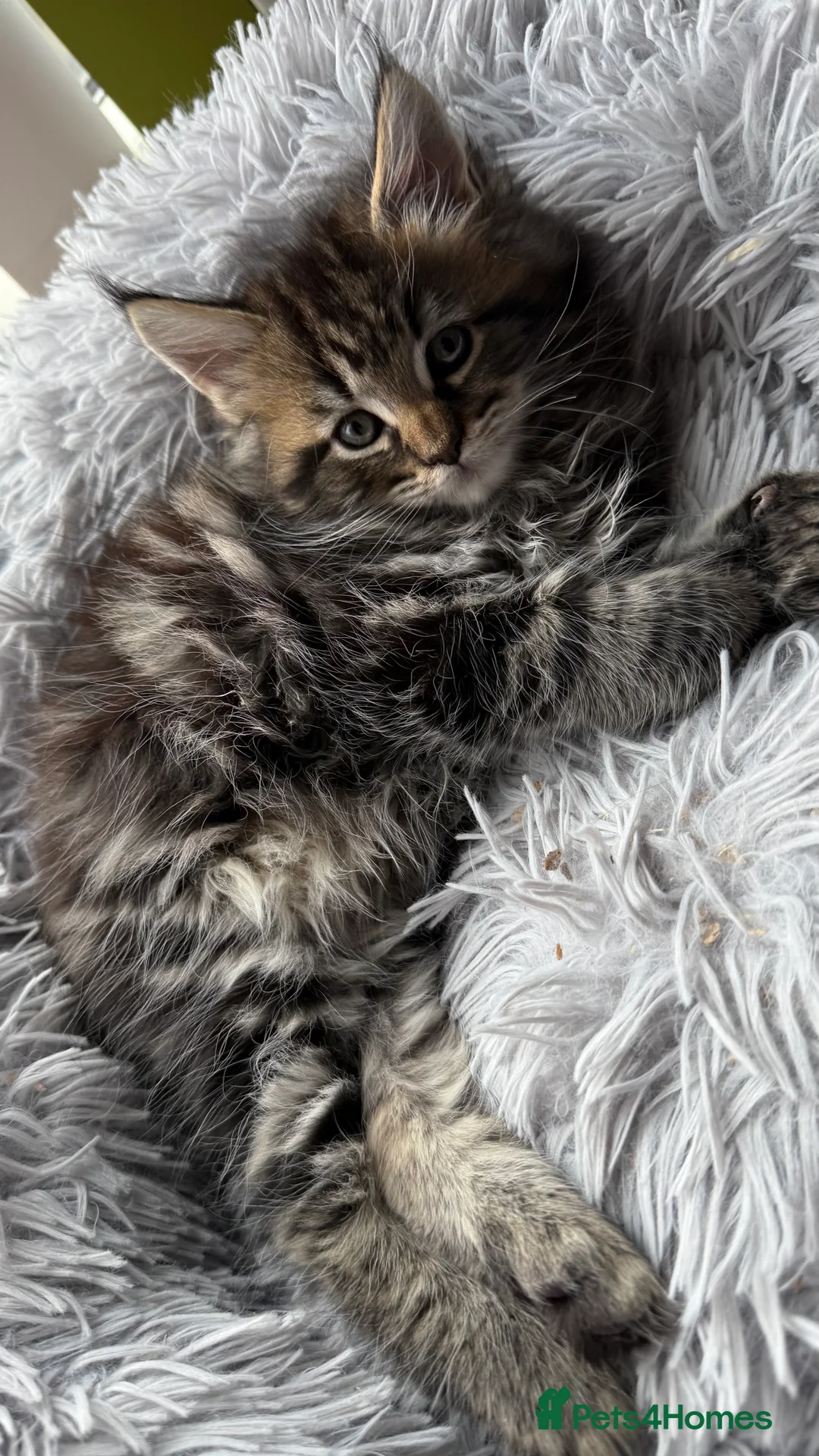Maine Coon cats for sale: Main Coon mixd kittens in Richmond  - Advert 2