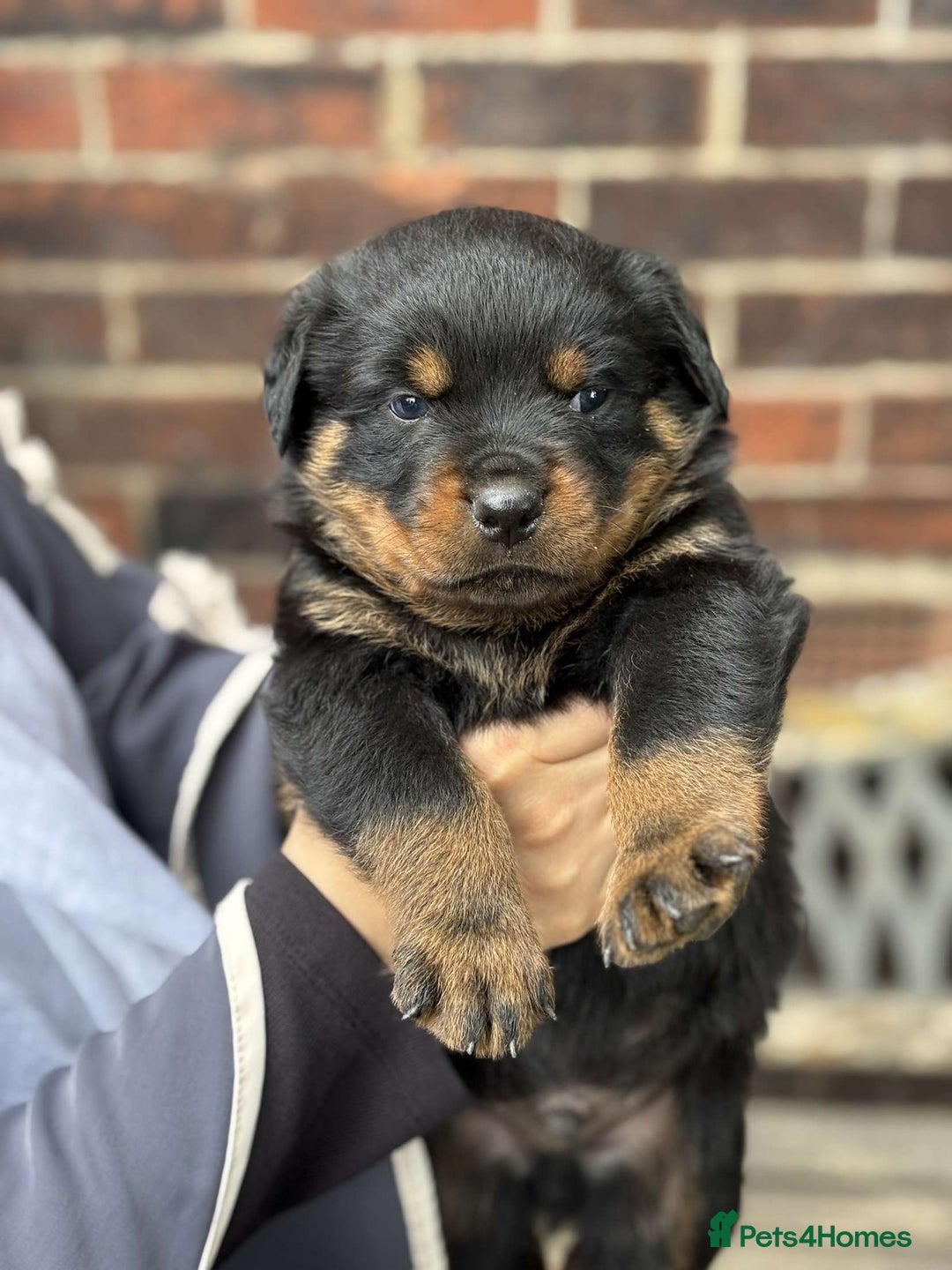 Rottweiler dogs for sale: 5 chunky pure pedigree Rottweiler pups - Image 5