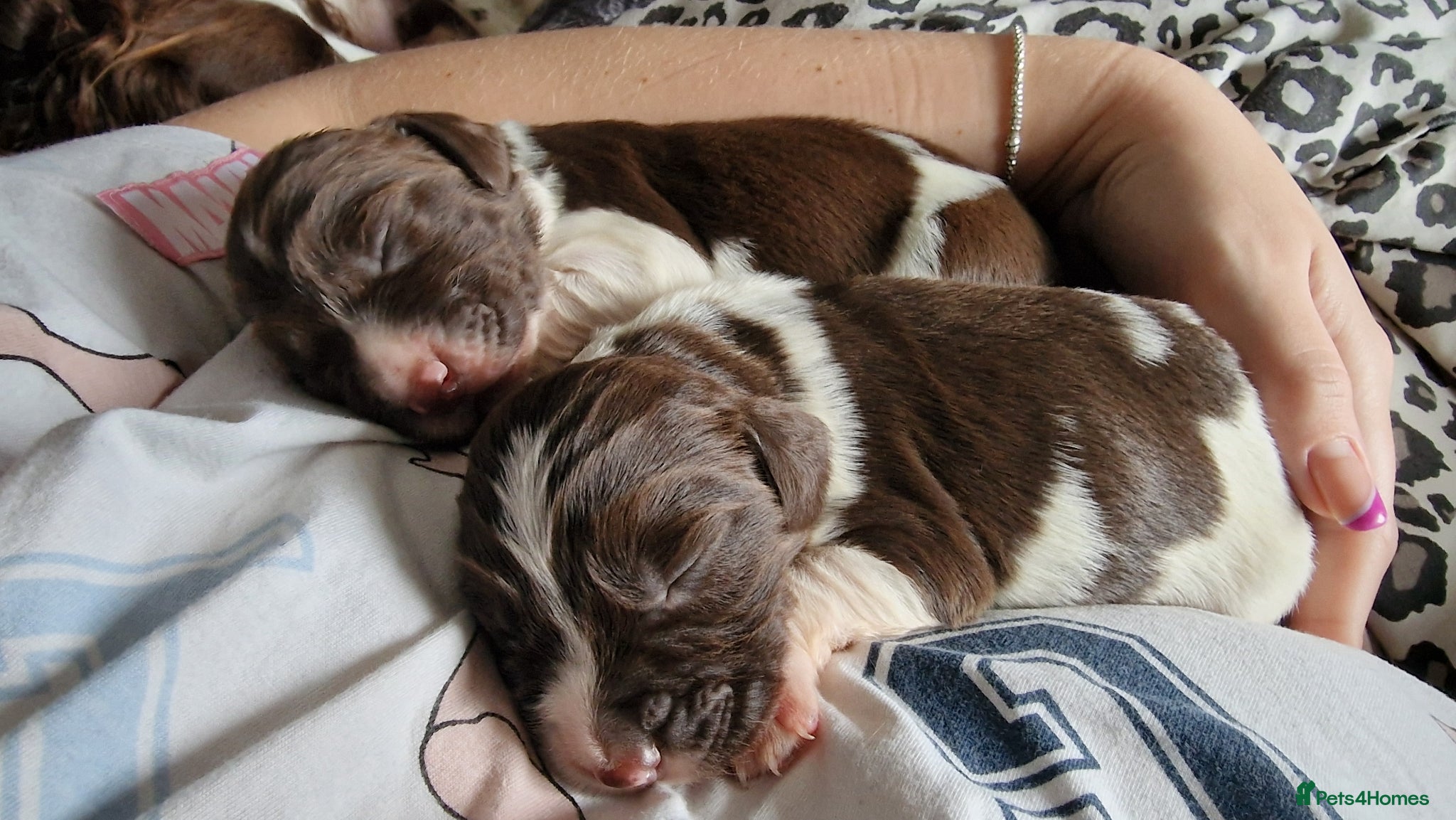 English Springer Spaniel dogs Litter of 8 springer spaniel puppies  - Advert 7
