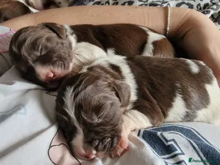 English Springer Spaniel dogs Litter of 8 springer spaniel puppies - Advert 7