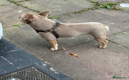 French Bulldog dogs for sale: Isabella Breed - Image 4