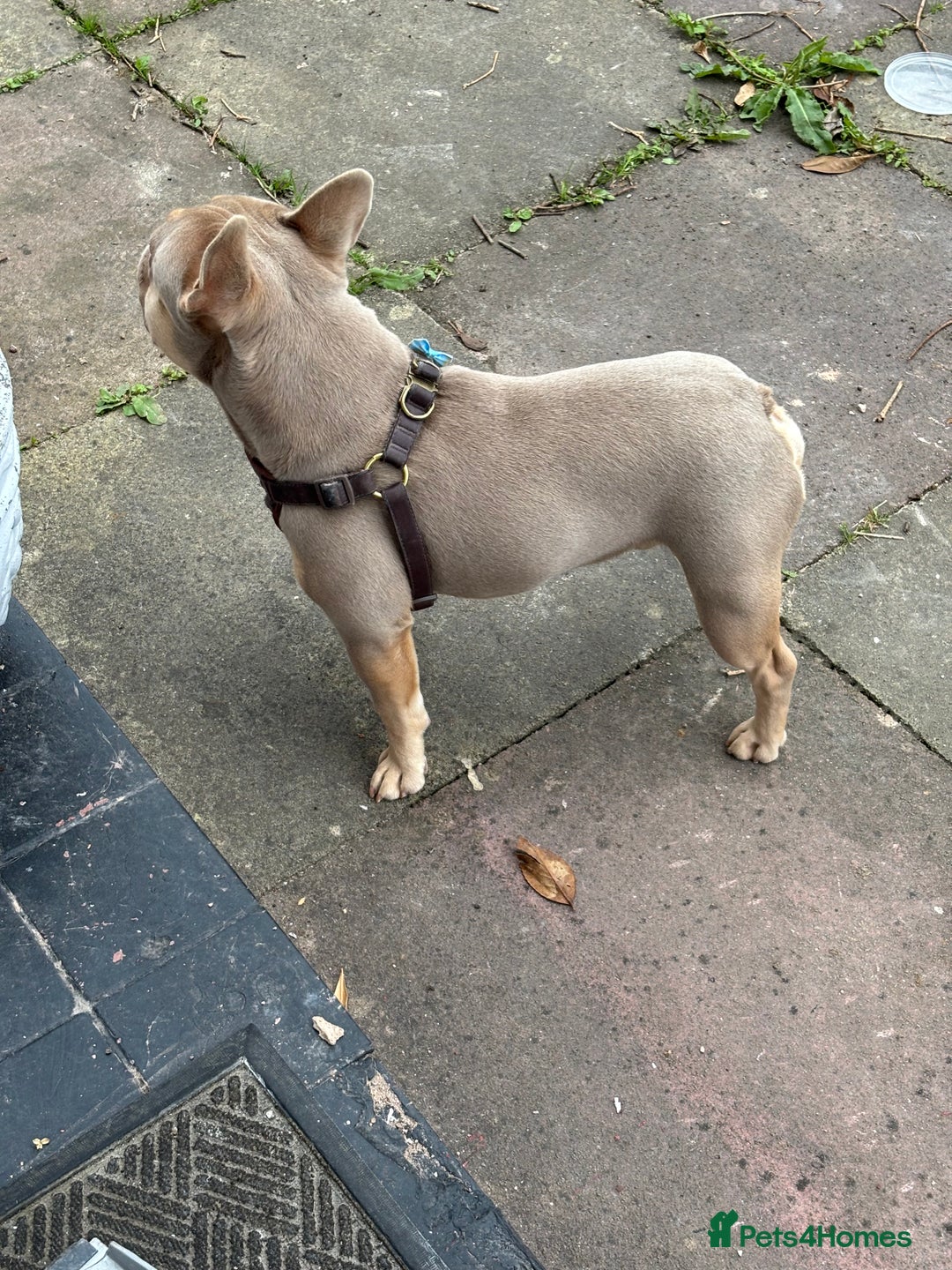 French Bulldog dogs for sale: Isabella Breed - Image 4