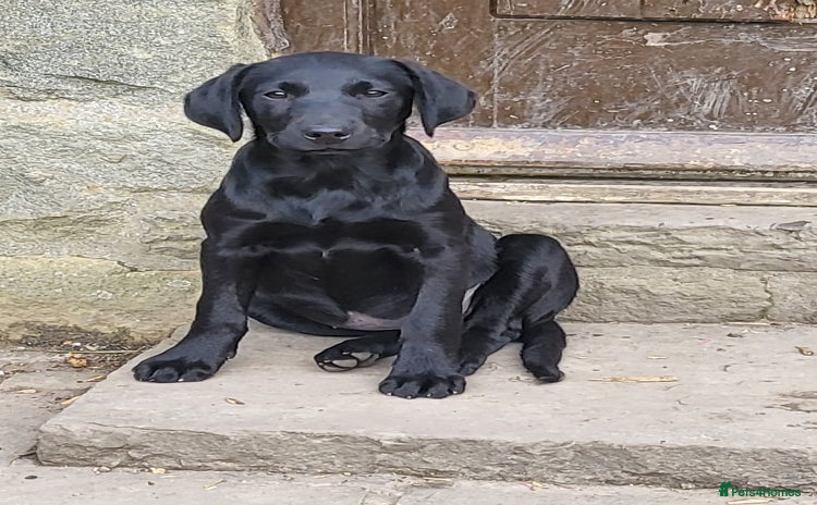 Labrador Retriever dogs - Advert 11