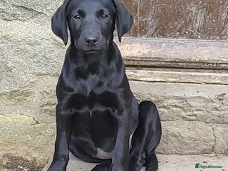 Labrador Retriever dogs - Advert 2