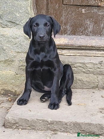 Labrador Retriever dogs - Advert 3