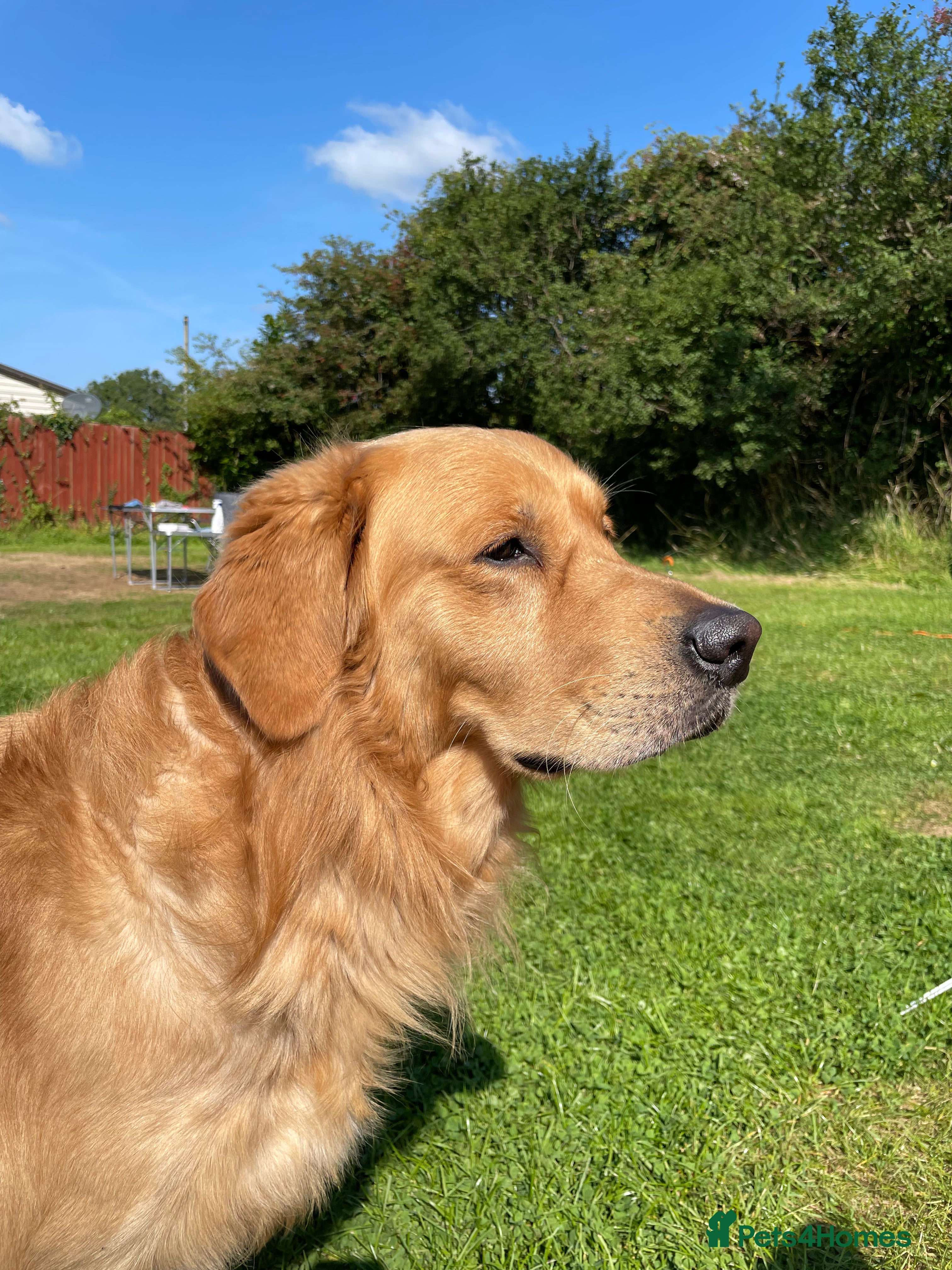 Golden Retriever dogs Very Experienced Golden retriever stud in Telford - Advert 1