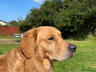 Golden Retriever dogs in Telford - Advert 22