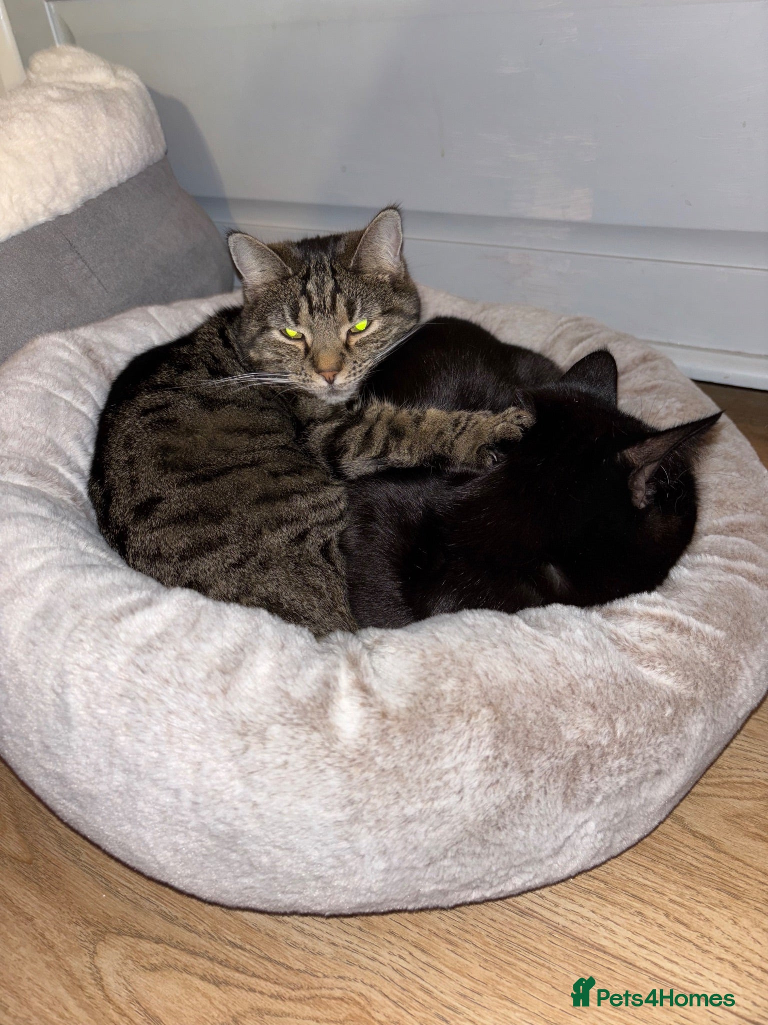 Mixed Breed cats 2 cats needing new home - Advert 2
