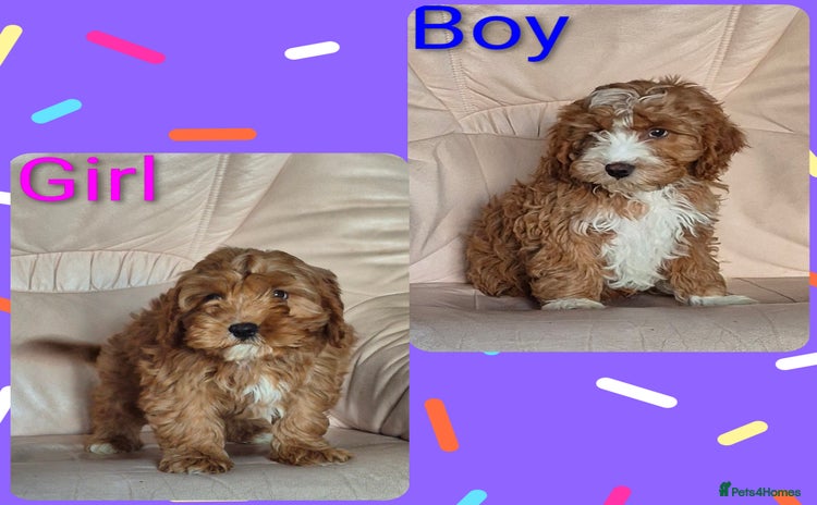 Cavapoo dogs Adorable Cavapoo puppies  - Advert 3
