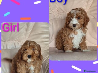 Cavapoo dogs Adorable Cavapoo puppies - Advert 5