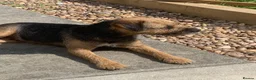 Border Terrier dogs for sale: Healthy Bundles of Border joy  - Advert 21