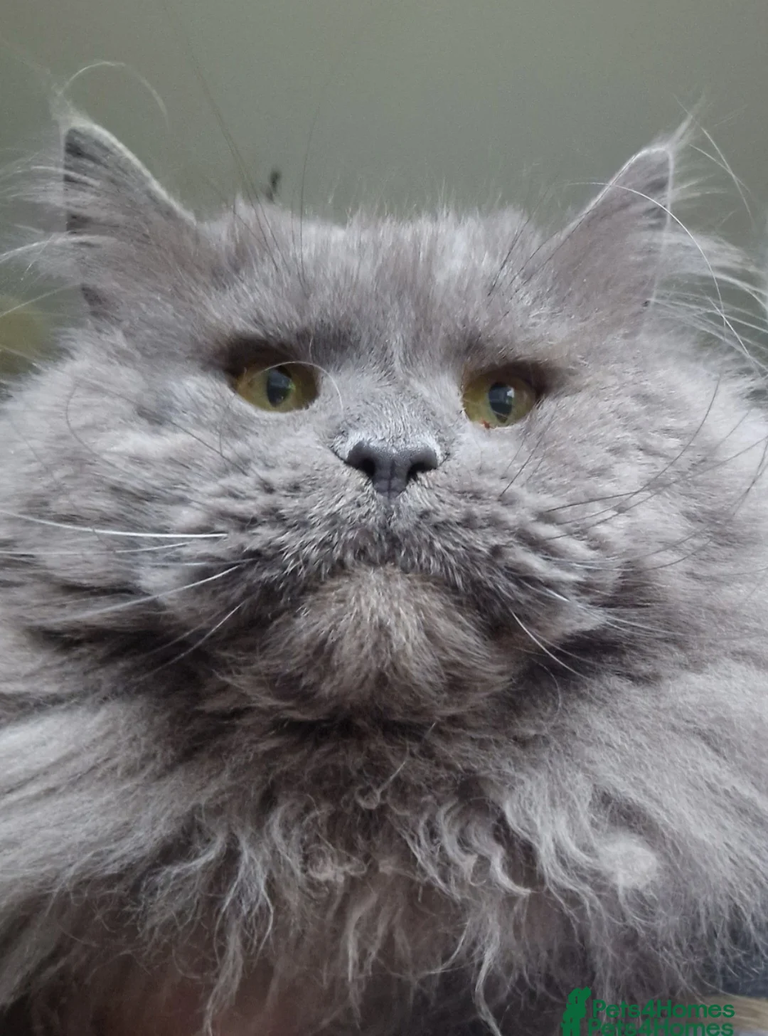 Maine Coon cats for sale: Maine coon kittens  - Advert 22