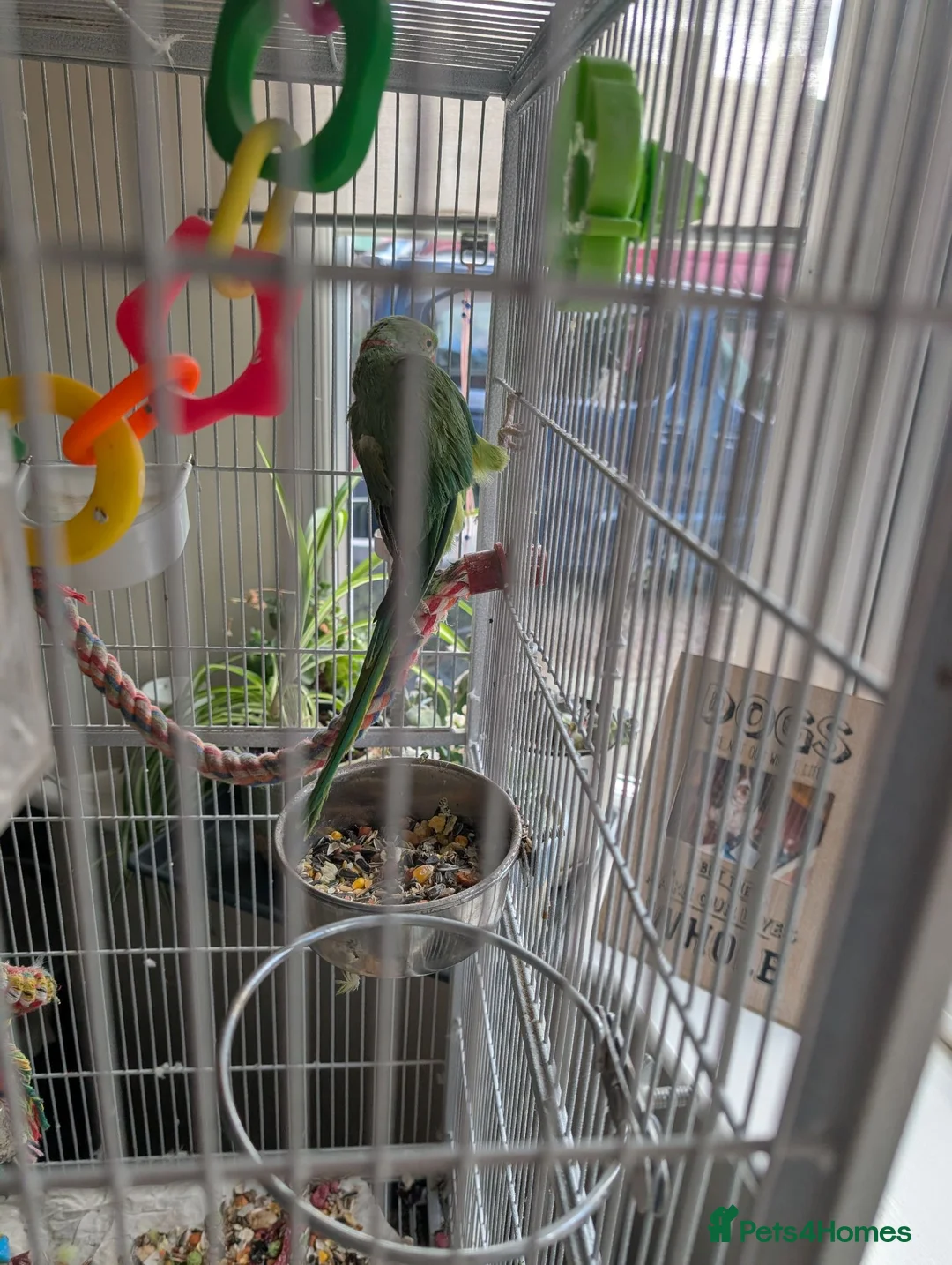 Parakeets birds for sale: Indian ringneck parakeet  in Hartlepool - Advert 2